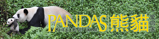Pandas: The Journey Home